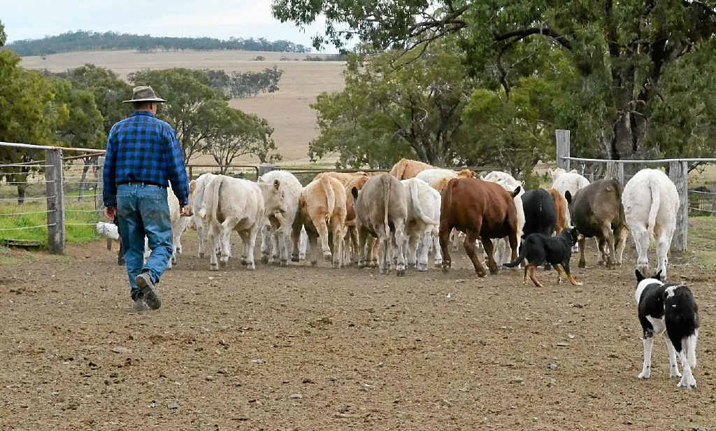 BACK TO BASICS: The Coys believe beef genetics are important but also put considerable emphasis on feed. BACK TO BASICS: The Coys believe beef genetics are important but also put considerable emphasis on feed.